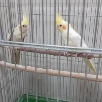 یک جفت عروس هلندی اول توضیحات بخون