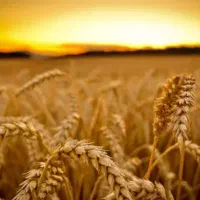 گندم و ذرت تپل میخوای  خاک. و تغذیه کن