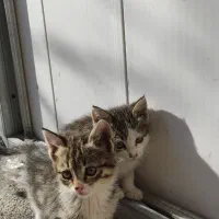 اهدای بچه گربه رایگان