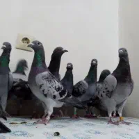 کبوترمسافتی پلاکی بوشهر