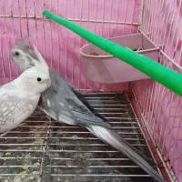 عروس هلندی جفت مولد