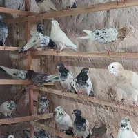 کبوترپاجفتی