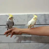 یک جفت عروس هلندی