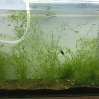 ماهی مولی بالن