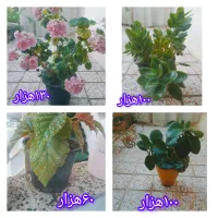 انواع گل،گل دلبر،شمعدانی،قاشقی،عروس وناز