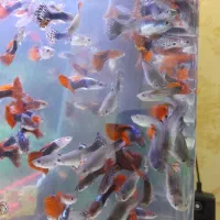 ماهی کوپی ،شکم پر و مولد|ماهی|مشهد, فدک|دیوار