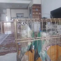 دو عدد گریچیک خانگی صحیح و سلامت