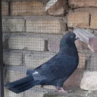 کفتر تهرونی درجه یک