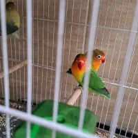 گرینچیک طوطی برزیلی قفس|پرنده|رشت, خمیران زاهدان|دیوار