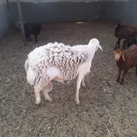 قوچ|حیوانات مزرعه|هلالی, |دیوار
