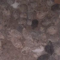 جوجه بلدرچین تخمی
