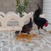 مرغ وخروس محلی اصل|حیوانات مزرعه|برازجان, |دیوار