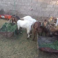گوسفند پاکستانی اصل