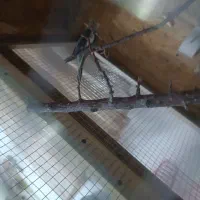 کوتوله و عروس|پرنده|ساوه, |دیوار