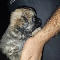 توله شیتزو پامرین