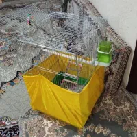 عروس هلندی|پرنده|سنندج, |دیوار