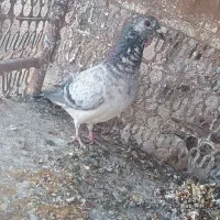 ماده سوسکی سبز