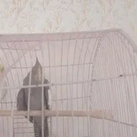 فروش جوجه عروس هلندی دو ماهه|پرنده|سراب, |دیوار