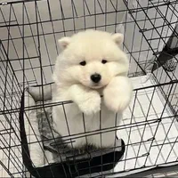 سگ ساموئید|سگ|تهران, درکه|دیوار