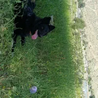 سگ ژرمن بلک نر ۱۵ ماهه