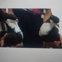 جفت کرباتی کاکلی