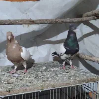 تعدادی کفتر خوب|پرنده|مشکیندشت, |دیوار