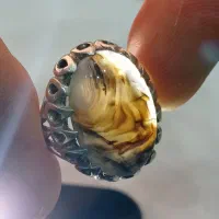 شجرقائنات جواهراتی نفیس وفاخر جنگلی