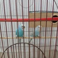 دوعدد مرغ عشق نروماده بفروش میرسد|پرنده|ارومیه, |دیوار