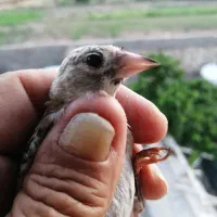 سهره درجه یک استان فارس
