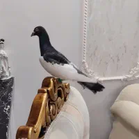 یهودی نر مست|پرنده|مشهد, نیروی هوایی|دیوار