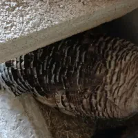 فروش بوقلمون