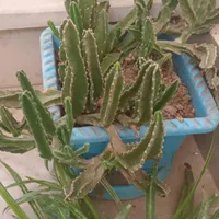 گل وگیاه طبیعی|گل و گیاه طبیعی|هشتگرد, |دیوار