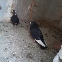 نرماده پلنگ