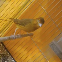 دوتا قناری نر مست خون با مرغ مینا|پرنده|کرمان, |دیوار