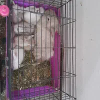 خرگوش کوچولولپ|موش و خرگوش|فومن, |دیوار