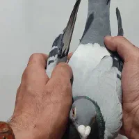 ماده پلاکی پرینت دار|پرنده|الشتر, |دیوار