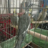 عروس هلندی  دستی|پرنده|همدان, |دیوار