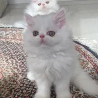 واگذاری رایگان پرشین سوپر فلت