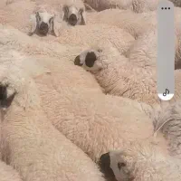 بره نروماده زابل