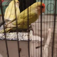 طوطی جفت روی تخم، فنج، سیره خاکی|پرنده|کرمانشاه, |دیوار