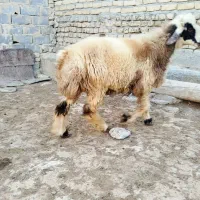 بره قوچی بختیاری