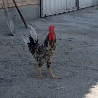 خروس گلین ومرغ