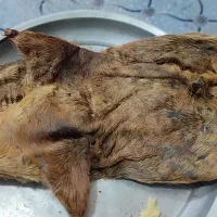 هیزه جاروغن