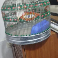قفس پرنده نو و تمیز|لوازم جانبی حیوانات|ساری, |دیوار