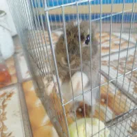 خرگوش|موش و خرگوش|نورآباد, |دیوار