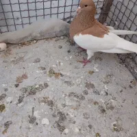 یال زرد ماده عروسک