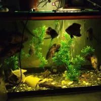 ماهی مانستر|ماهی|شیراز, سلطان آباد|دیوار