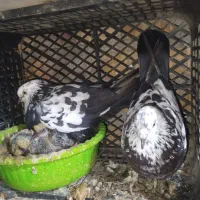 کبوتر جوجه دار پرشی