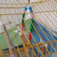 فنچ فروشی|پرنده|مشهد, گاز|دیوار