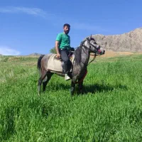 اسب نریان
